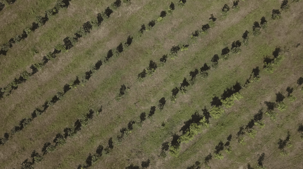 Plantation from above