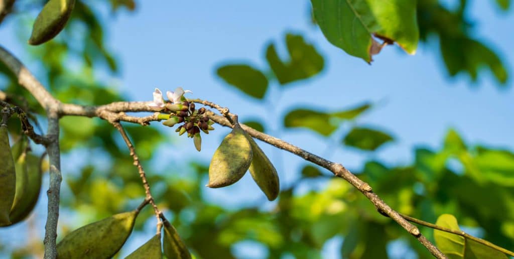 Pongamia Genetics