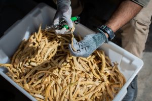 Regenerative Agroforestry & Reforestation