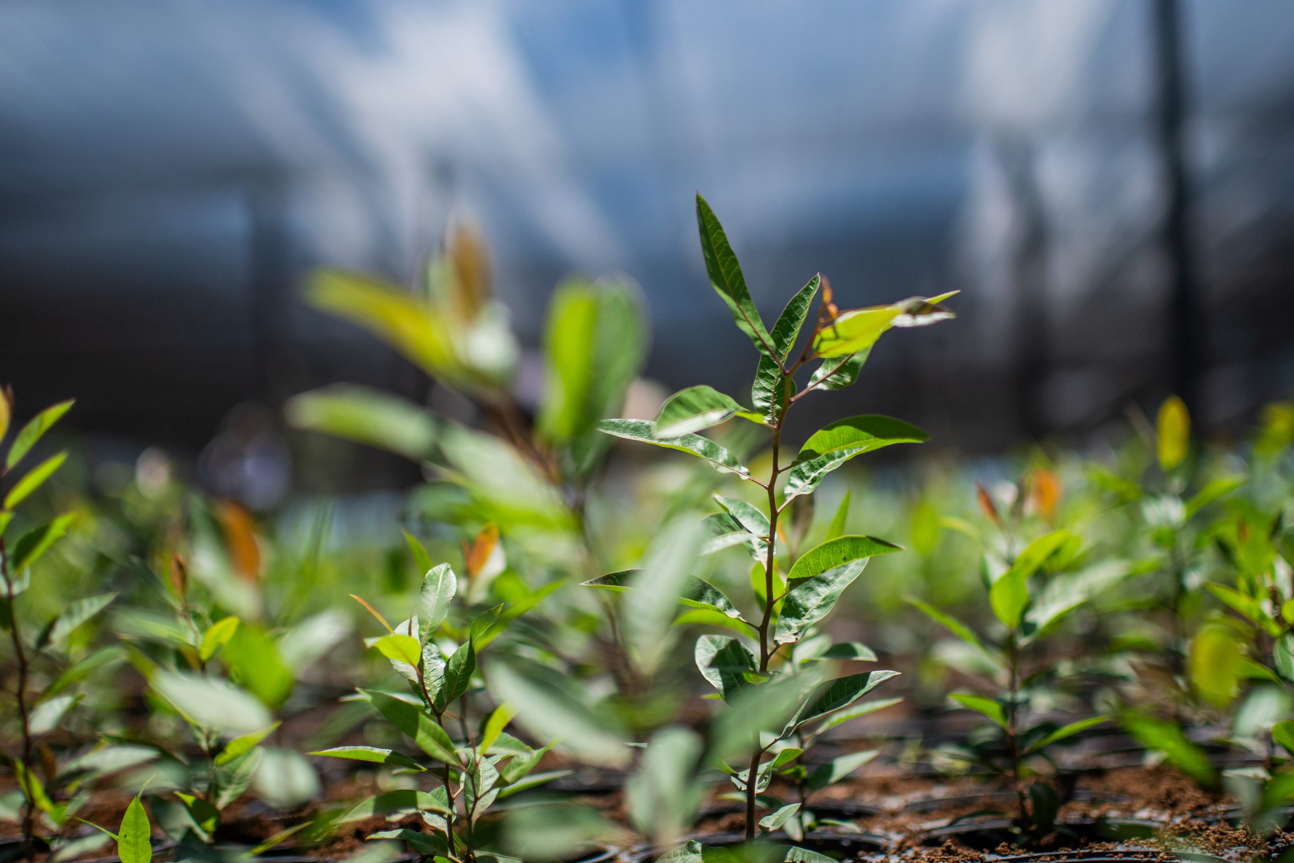 Regenerative Agroforestry & Reforestation