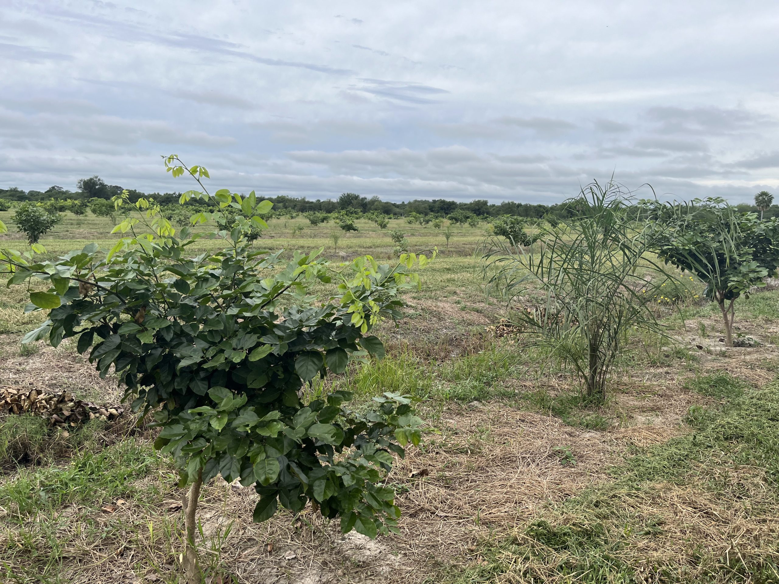Regenerative Agroforestry & Reforestation