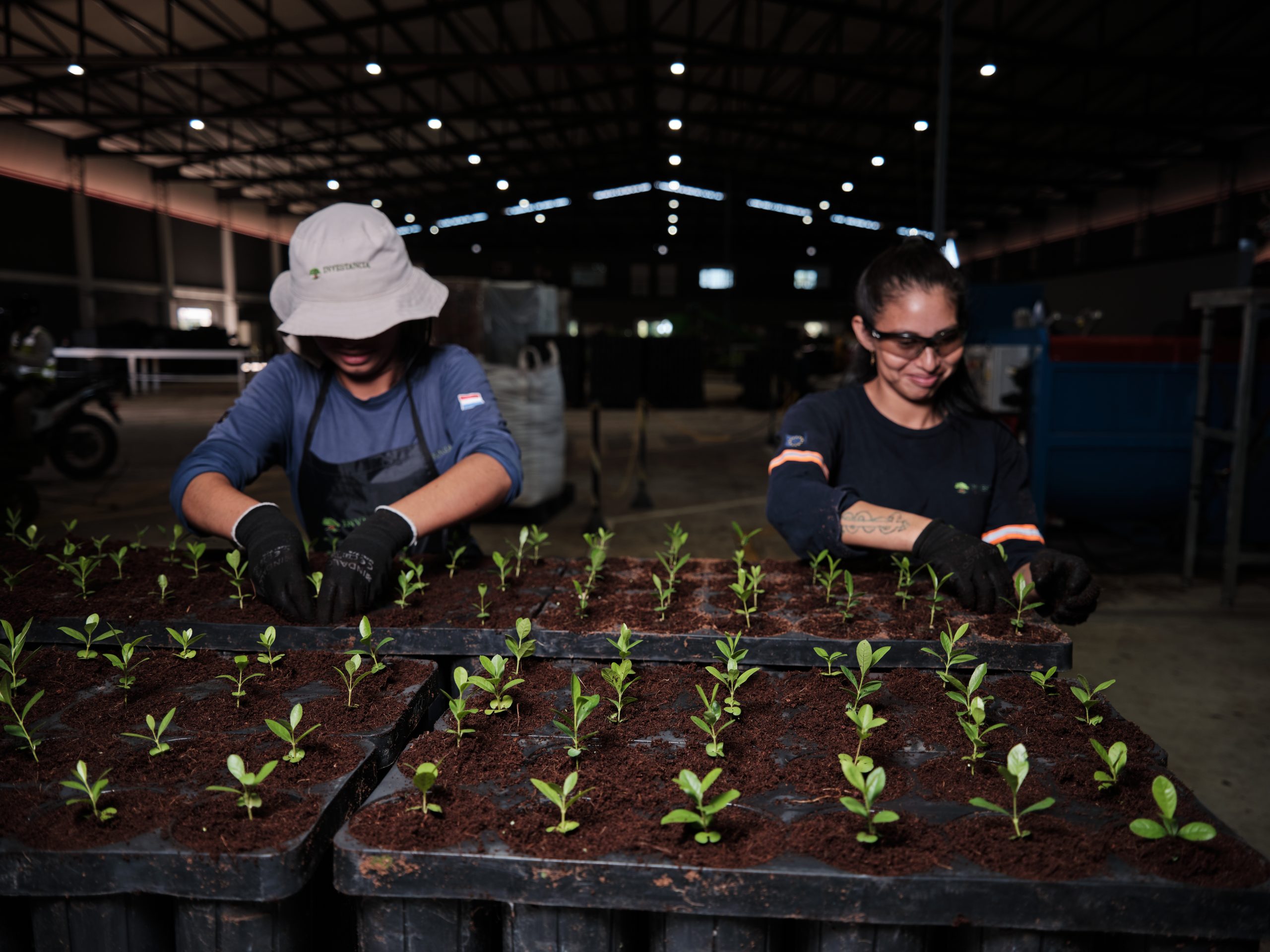 Regenerative Agroforestry & Reforestation