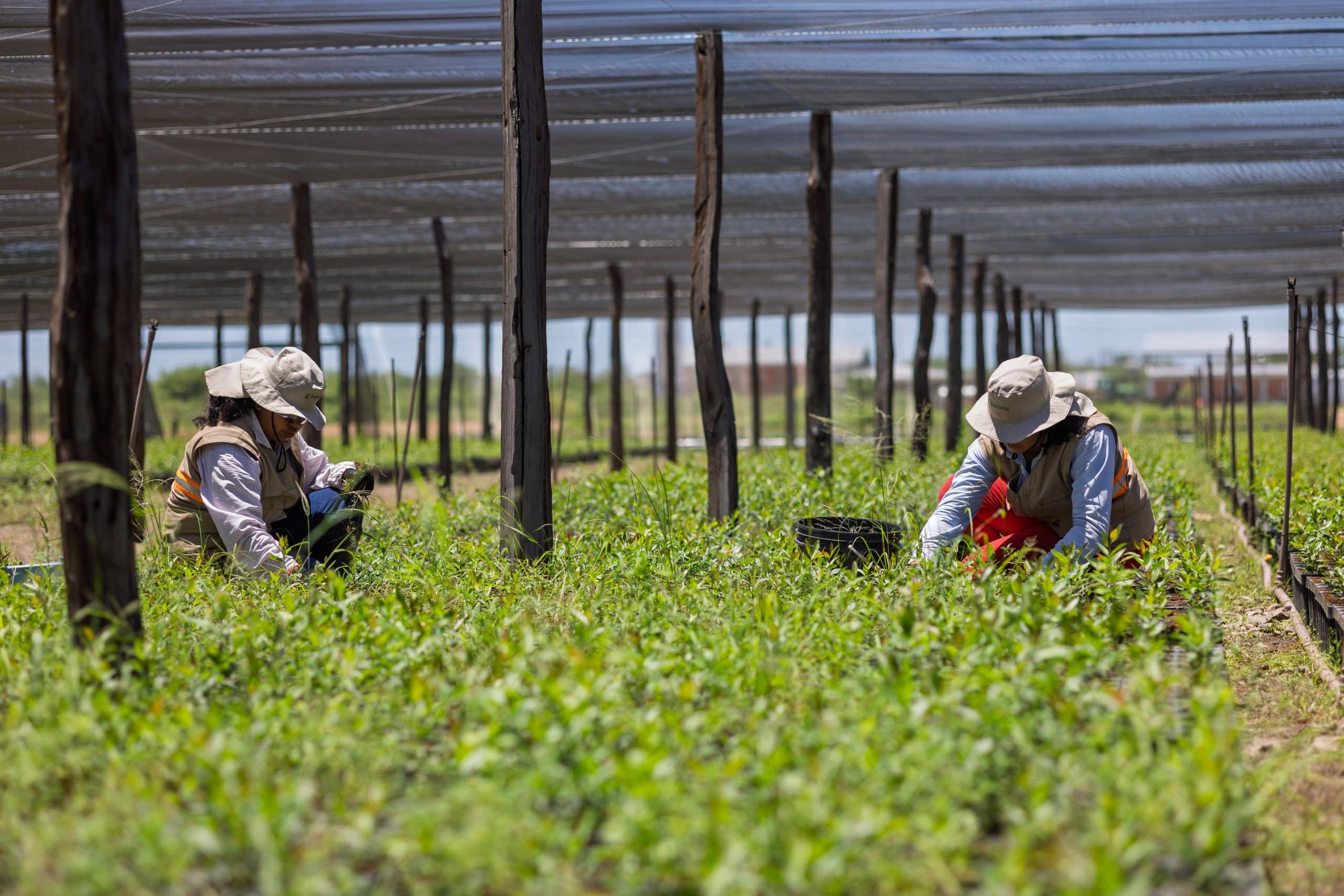 Regenerative Agroforestry